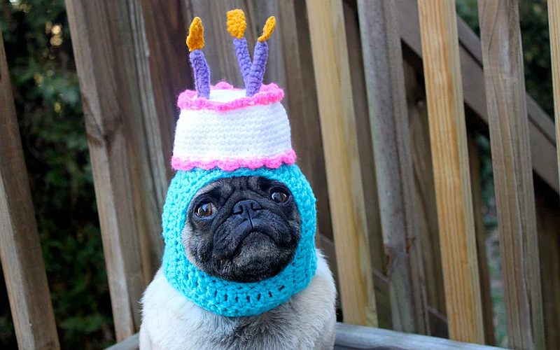 how to make birthday hats for dogs